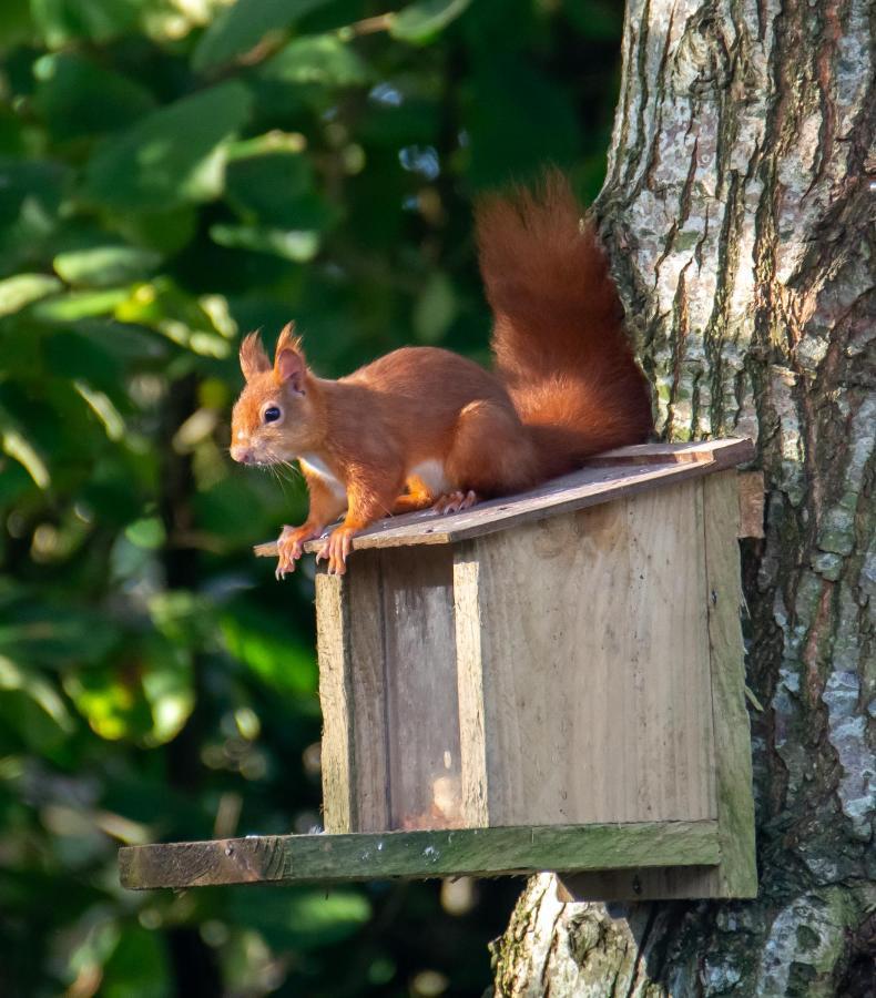 Red Squirrel Holiday Home In The Countryside, 10 Mins To Lligwy Beach Llandyfrydog エクステリア 写真